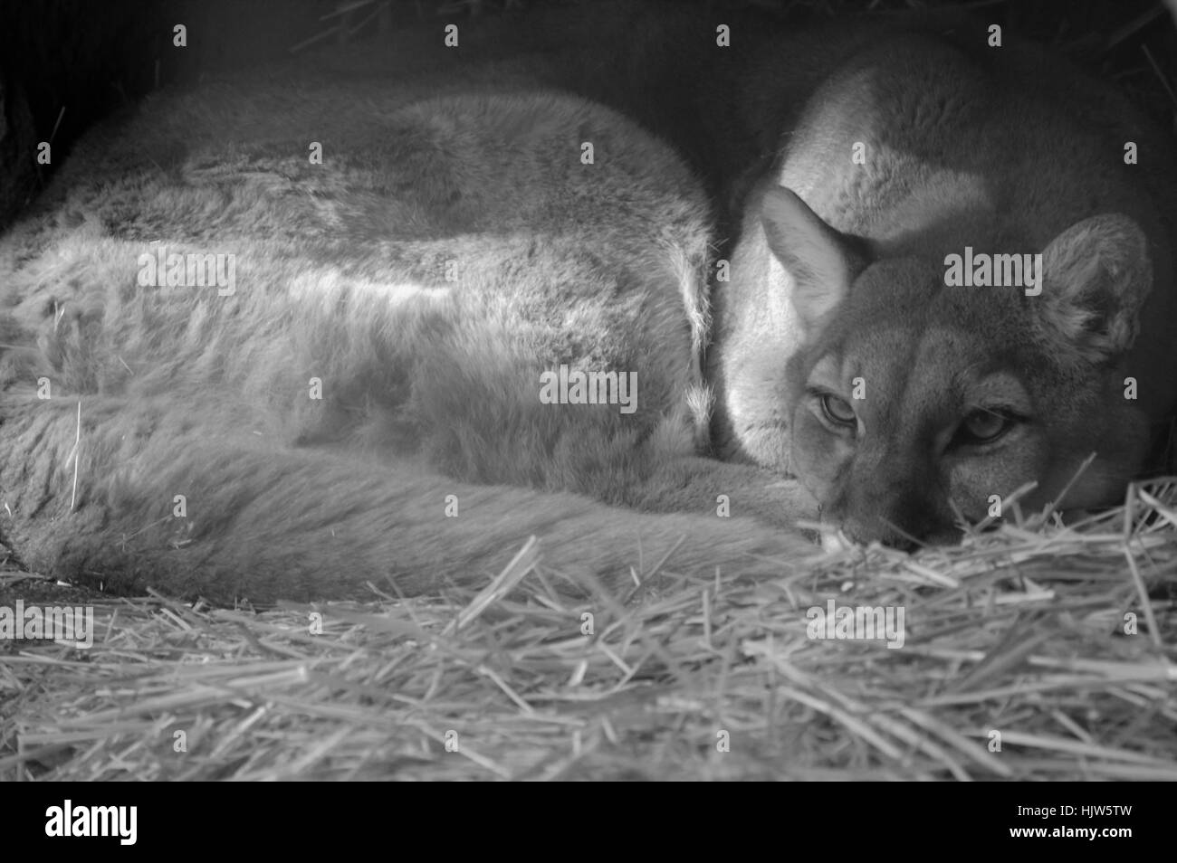 PUMA Banque D'Images