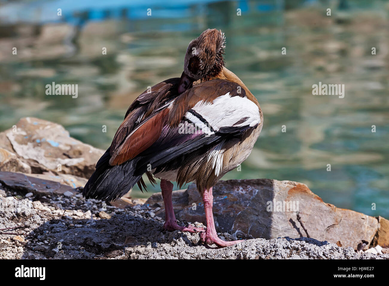 Oiseaux colorés au soleil en face de l'eau Banque D'Images