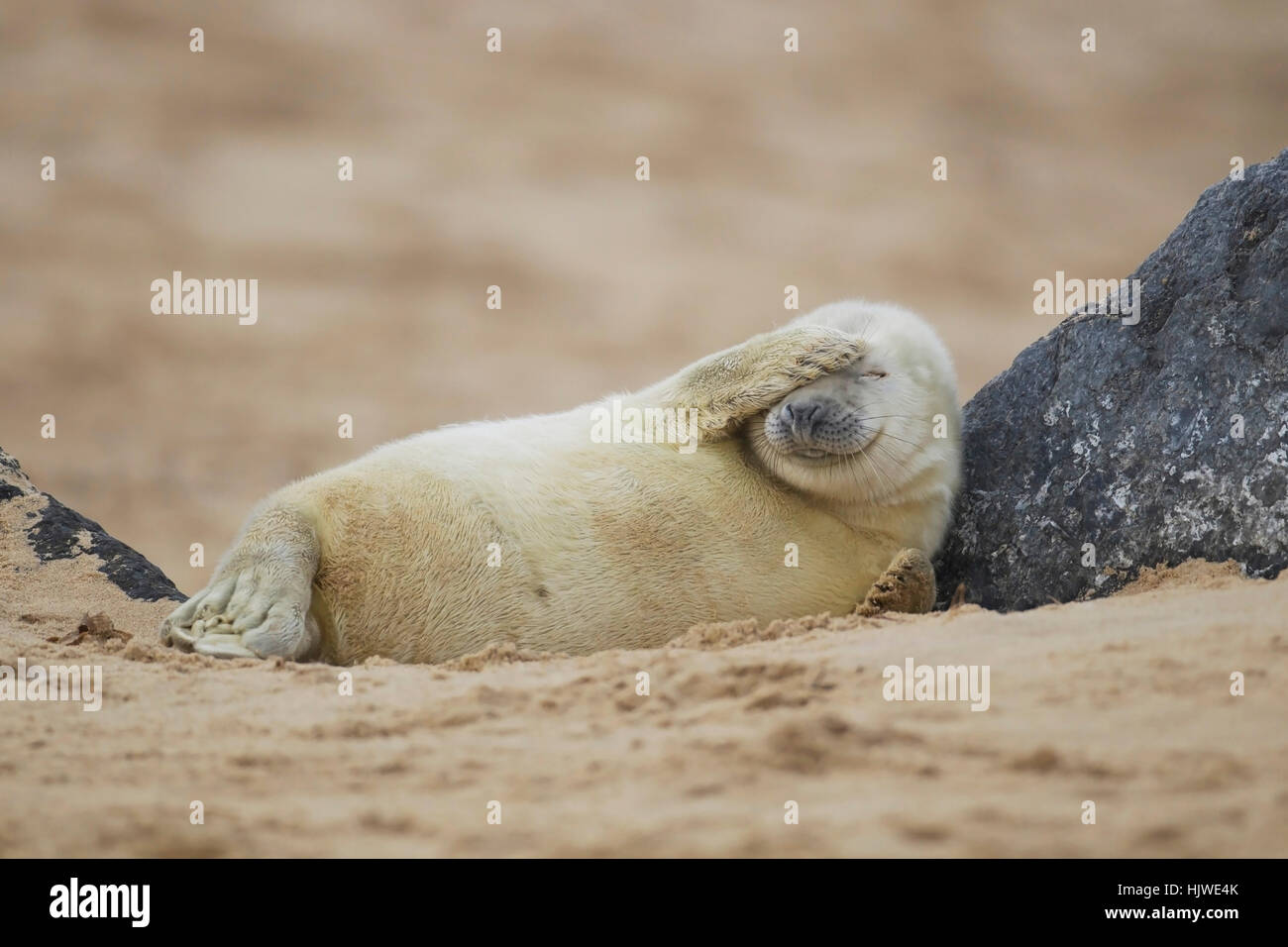 Phoque gris (Halichoerus grypus), pup reposant sur une plage de sable fin, Norfolk, UK Banque D'Images