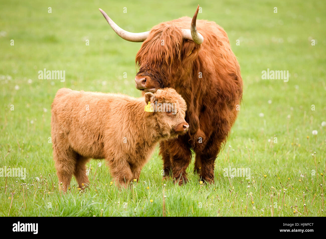 Scottish Highland bovins (Bos taurus), la mère et son veau sur un pâturage, Ecosse, Royaume-Uni Banque D'Images
