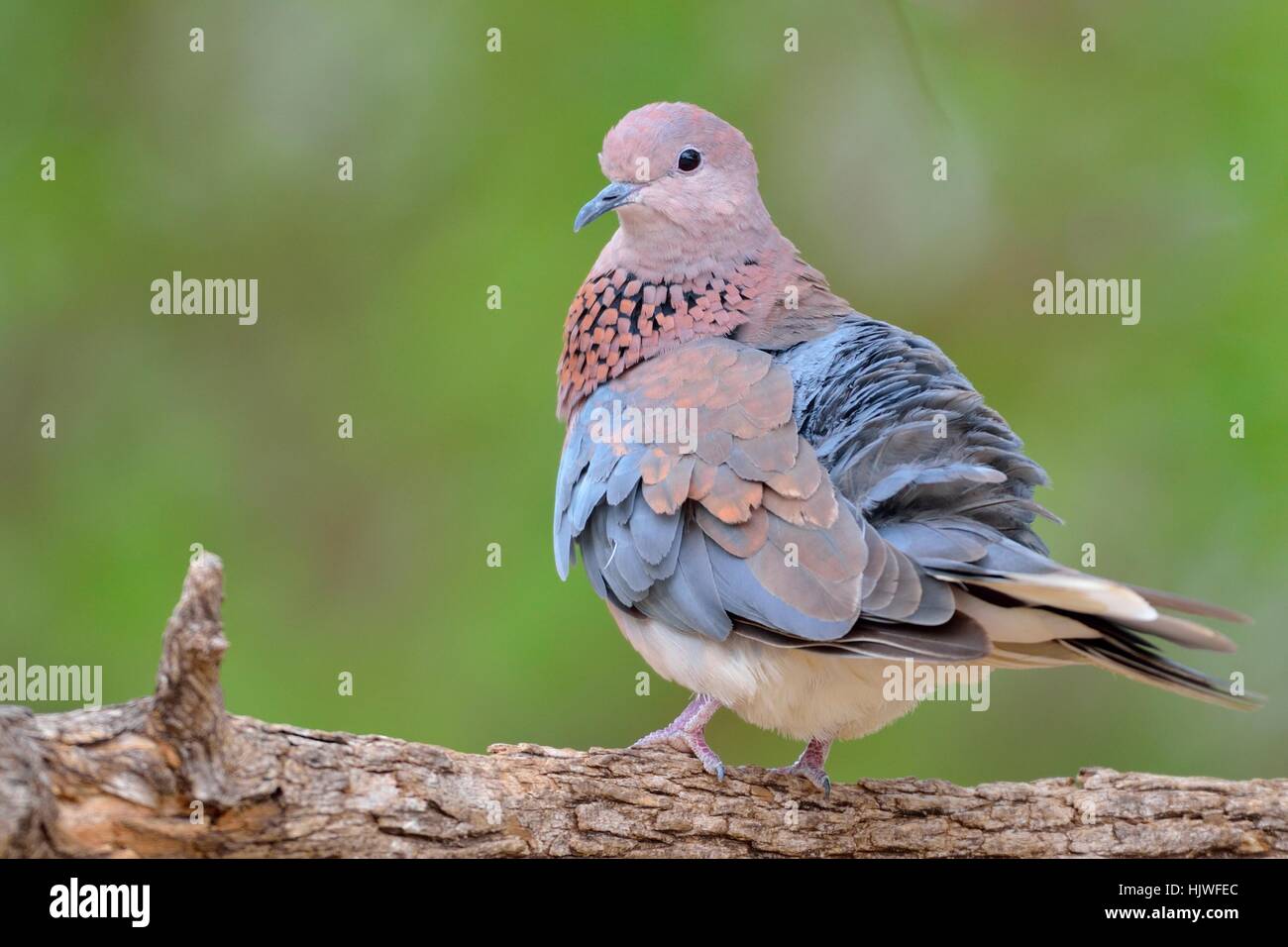 Laughing dove (Spilopelia senegalensis), adulte, perché sur une branche, Kruger National Park, Afrique du Sud Banque D'Images