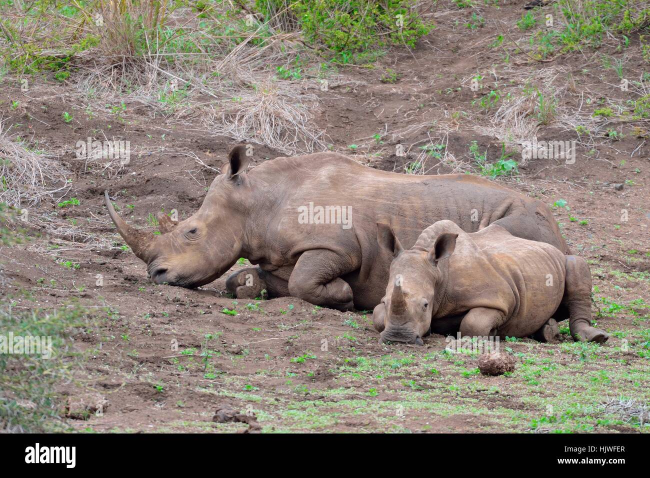 Les rhinocéros blanc (Ceratotherium simum), la mère et son veau, Kruger National Park, Afrique du Sud Banque D'Images