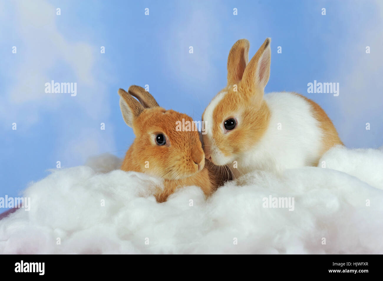 Repéré blanc et marron lapins nains adultes assis dans le coton Banque D'Images