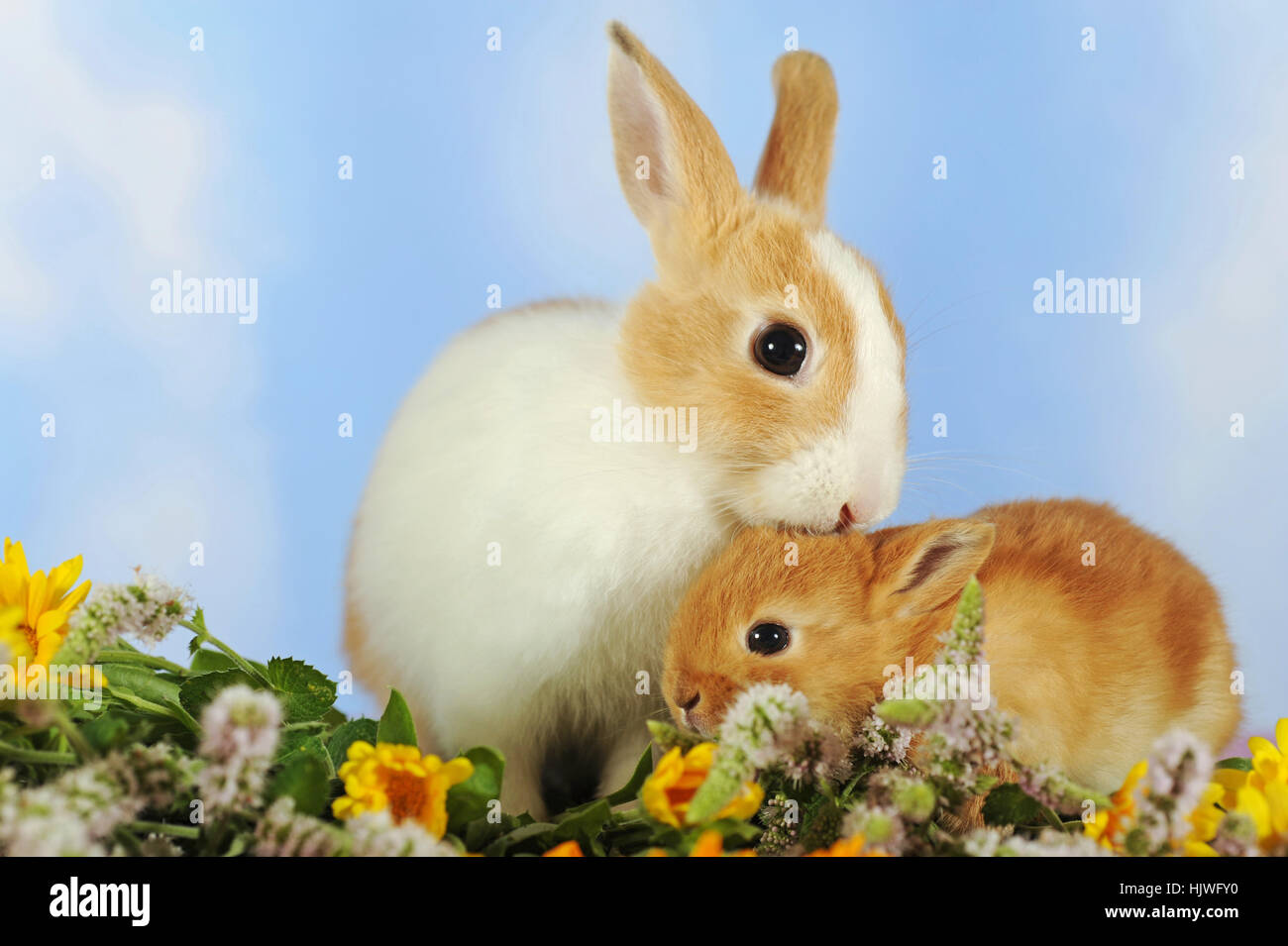 Repéré blanc et marron lapins nains assis dans l'œillet, adulte et kit Banque D'Images