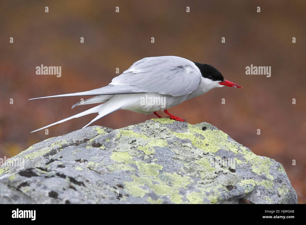 Sterne arctique (Sterna paradisaea), Norvège, Varanger Banque D'Images