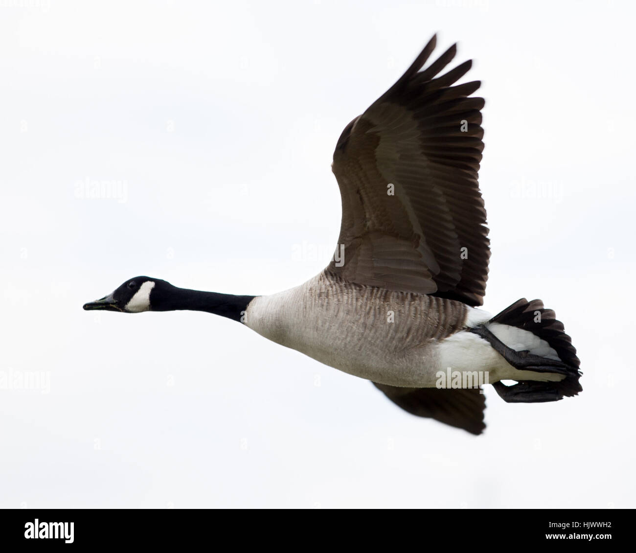 Un seul battant Canada Goose Banque D'Images