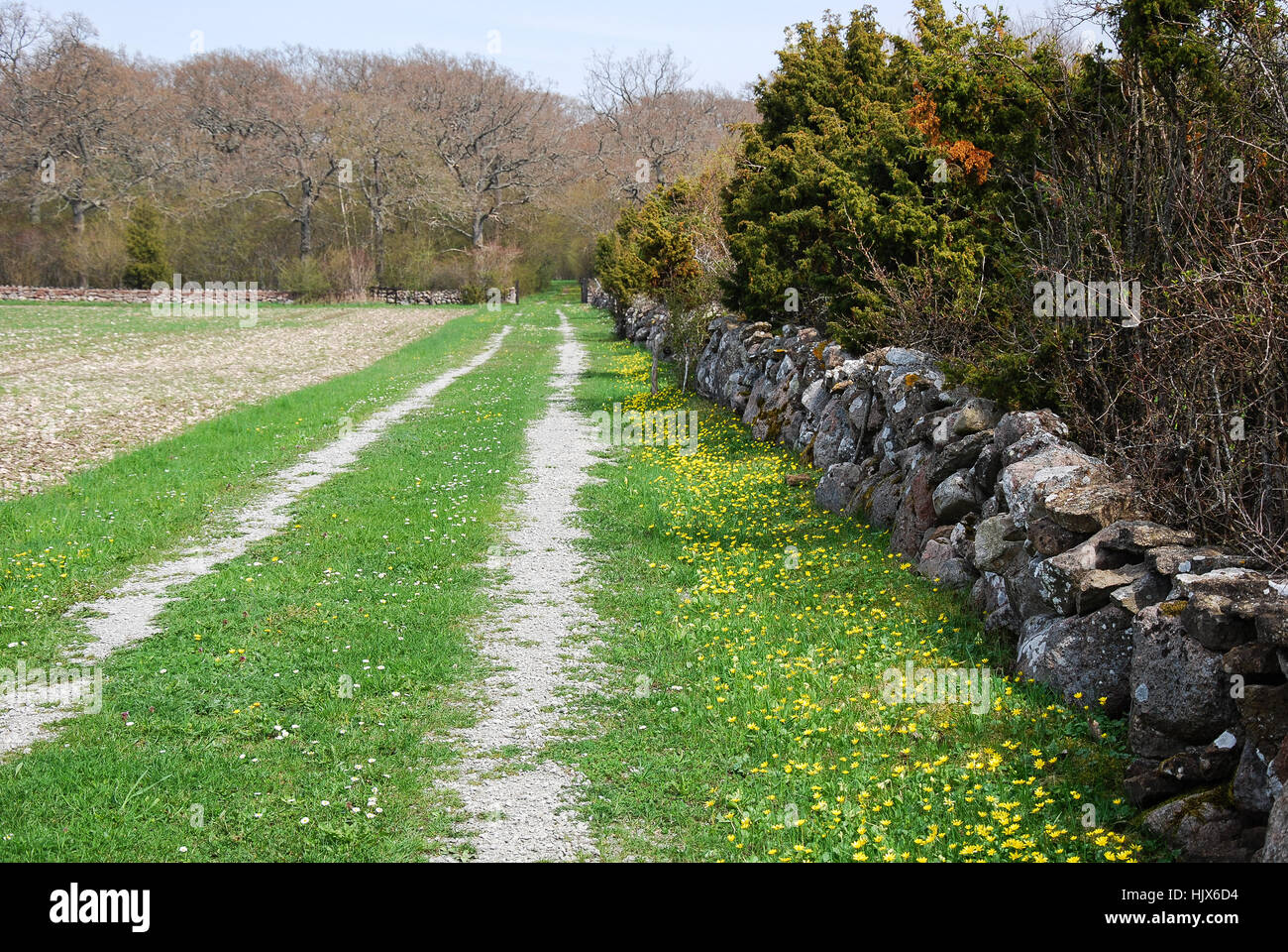 Chemin de terre, fleur, fleurs, plantes, Suède, droit, paysage, campagne, Banque D'Images