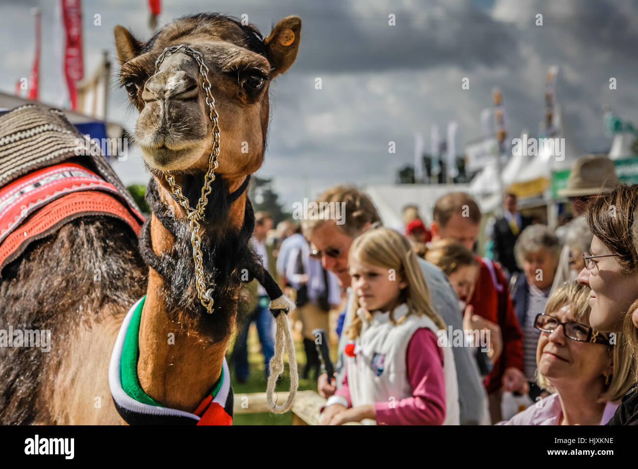 Un chameau à un anglais country fair Banque D'Images
