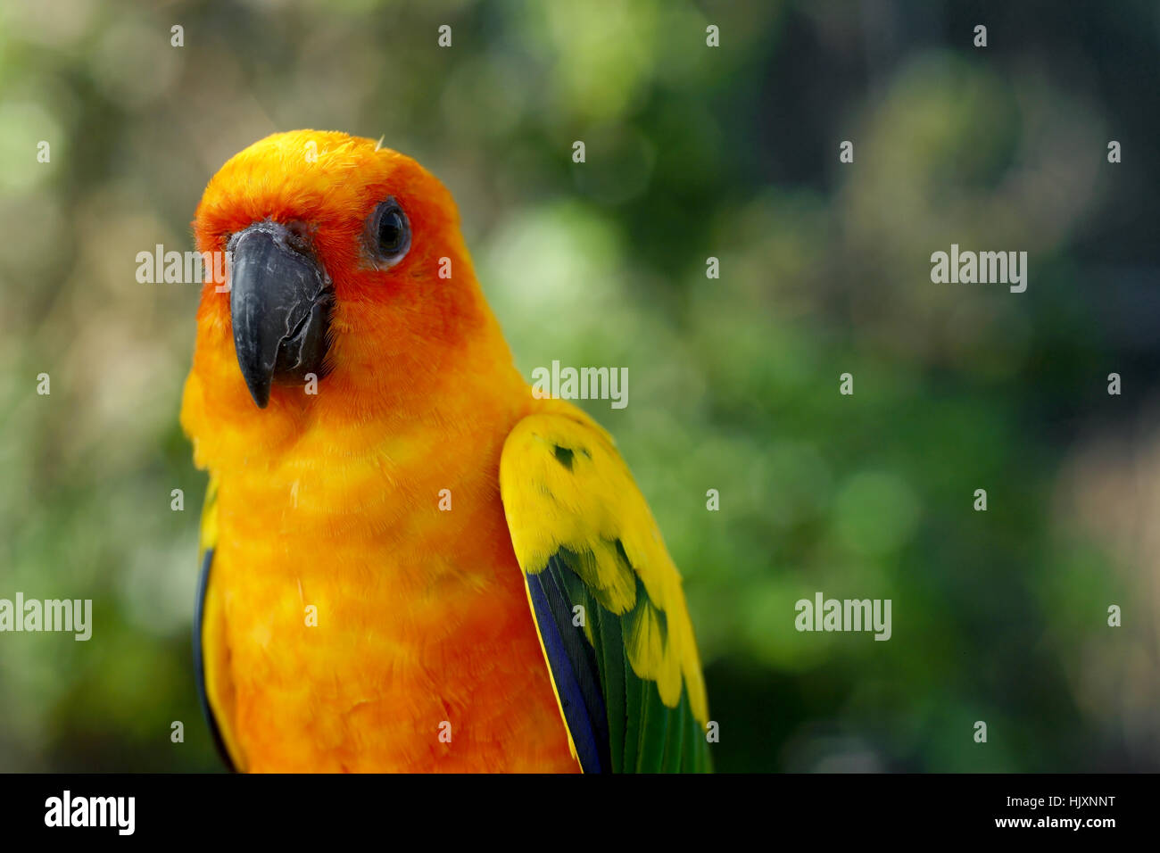 Gros plan du perroquet jaune, oiseaux conure à Sun Banque D'Images