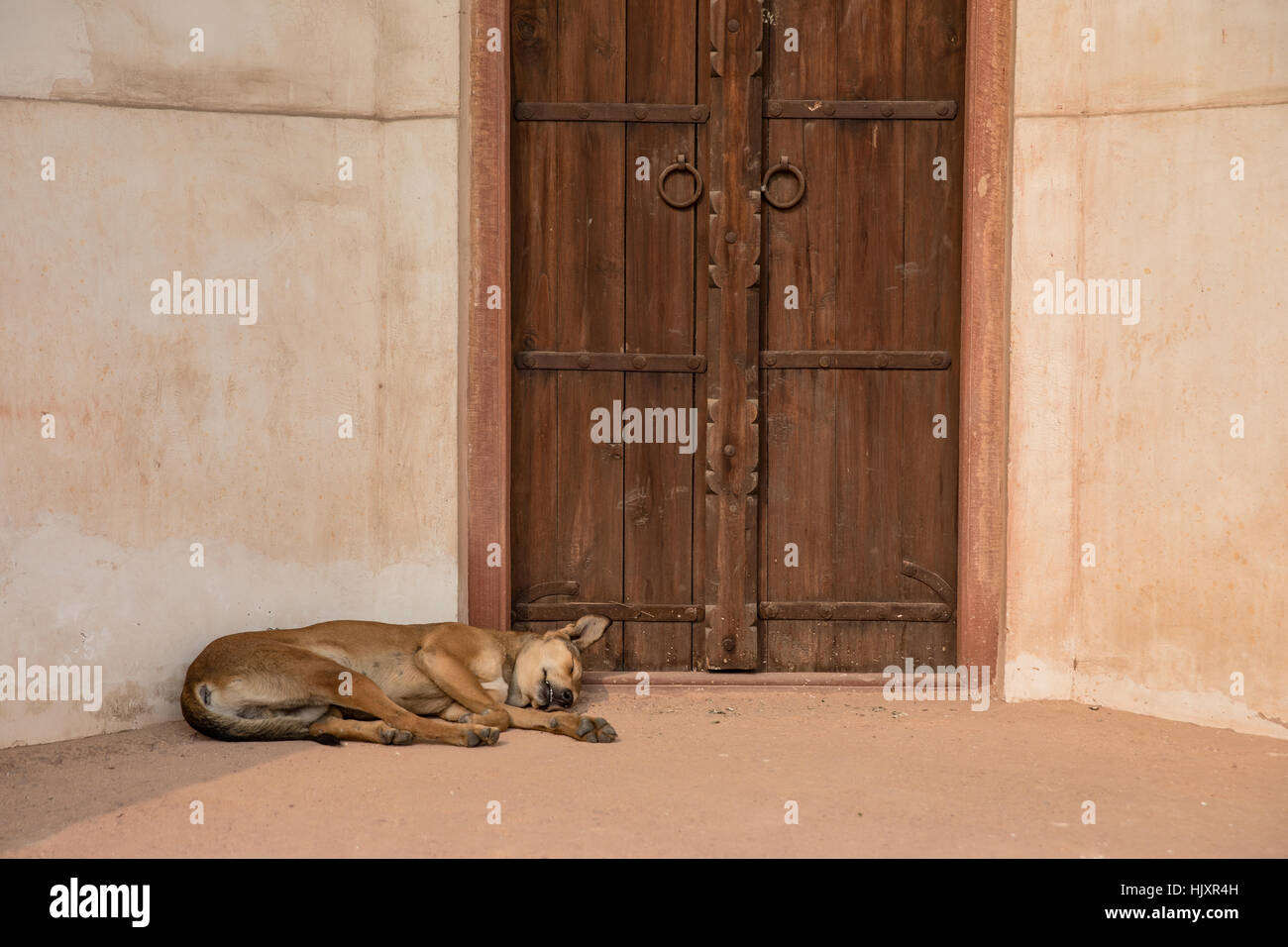 Un chien dormant dans une porte à Tombe de Humayun à New Delhi, Inde, le tombeau de l'empereur moghol Humayun. Banque D'Images