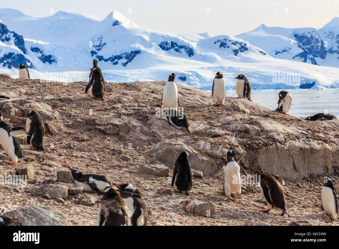 Gentoo pingouin reposant sur les rochers et les montagnes en arrière-plan à la baie de Neco, Antarctique Banque D'Images