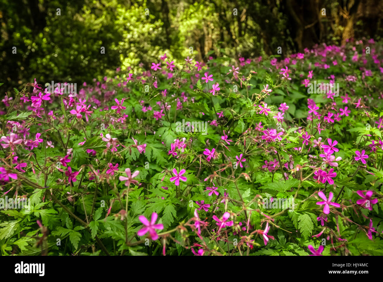 Fleurs roses dans la forêt tropicale dans le parc national de Garajonay, La Gomera, Canary Islands, Spain Banque D'Images