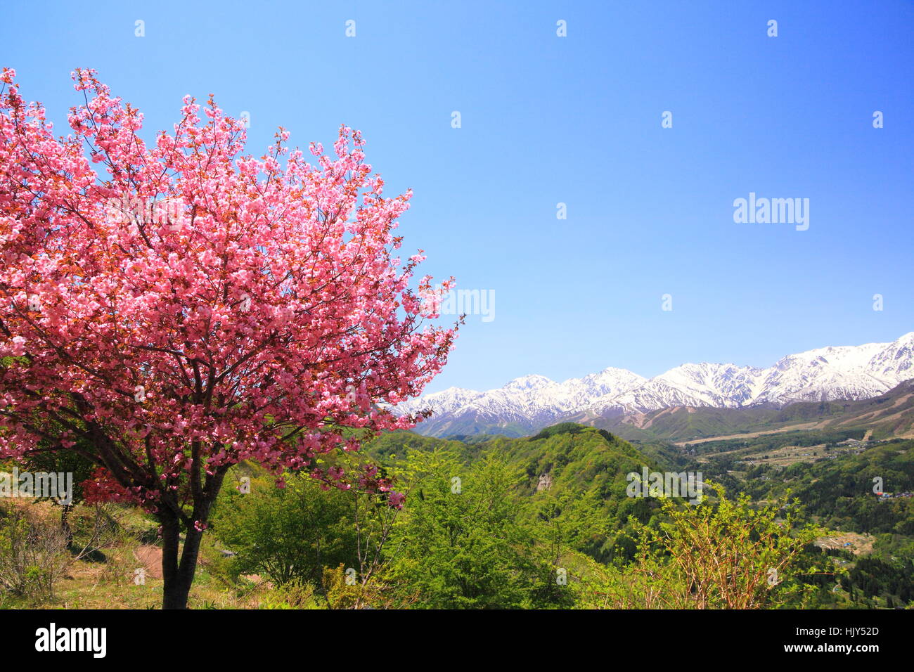 Bloom, s'épanouir, de s'épanouir, en plein essor, le Japon, l'arbre de la cerise, paysage, paysage, Banque D'Images