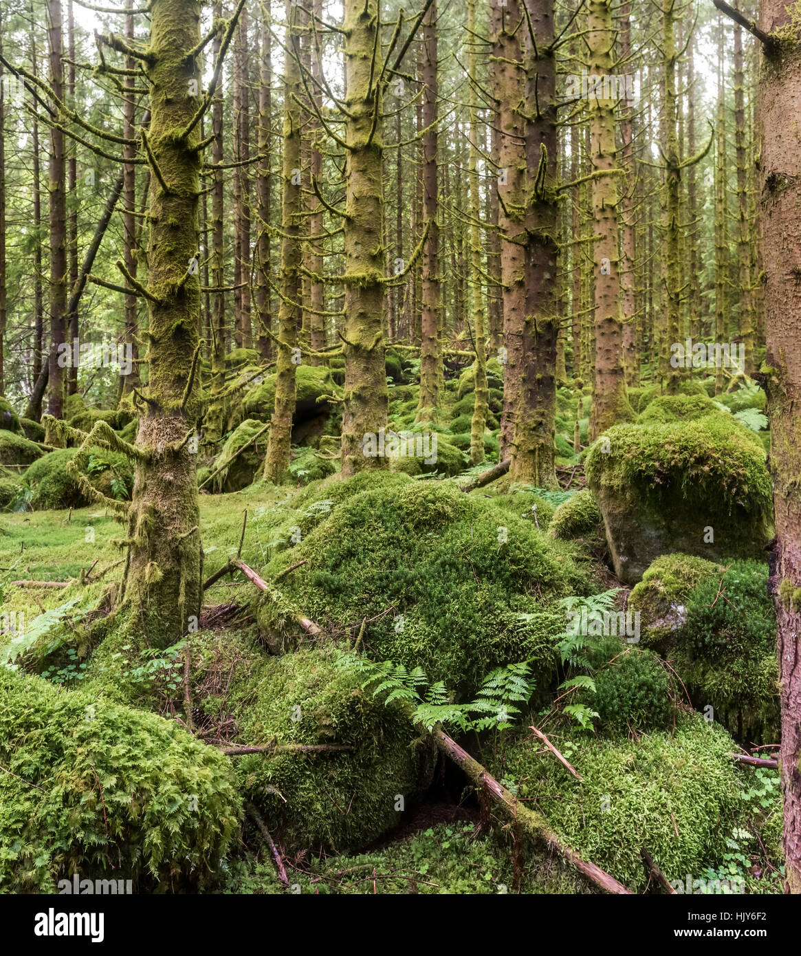 Effrayant sombre forêt humide sapin, fond vert Banque D'Images