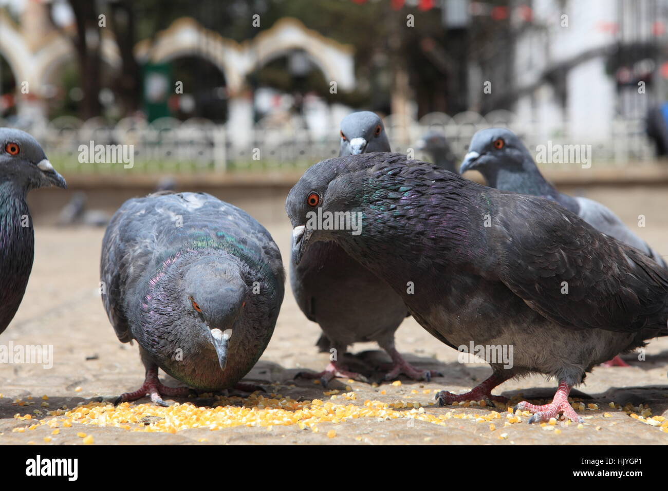 Pigeon, pigeons, pigeons voyageurs, monument, oiseau, oiseaux, square,  feed, pigeon Photo Stock - Alamy