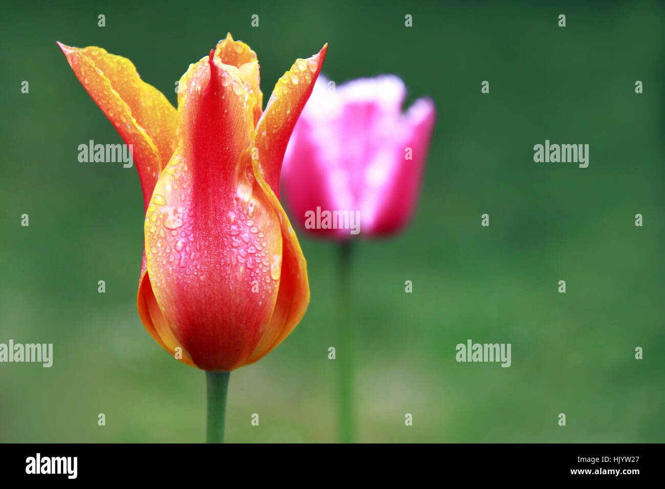 Tulip humide flamboyant Banque D'Images