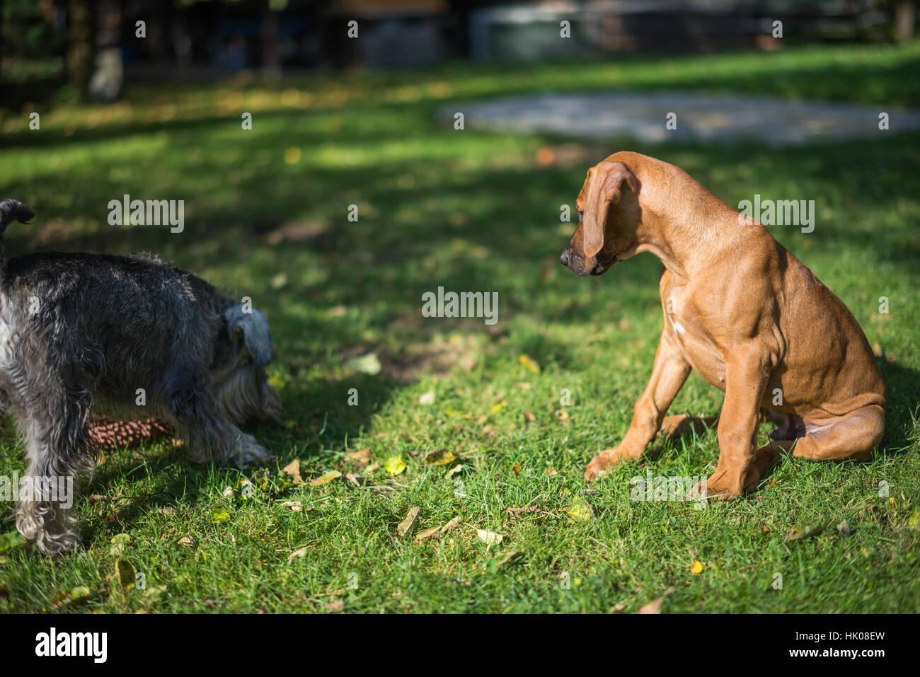 Le Rhodesian Ridgeback Puppy Banque D'Images