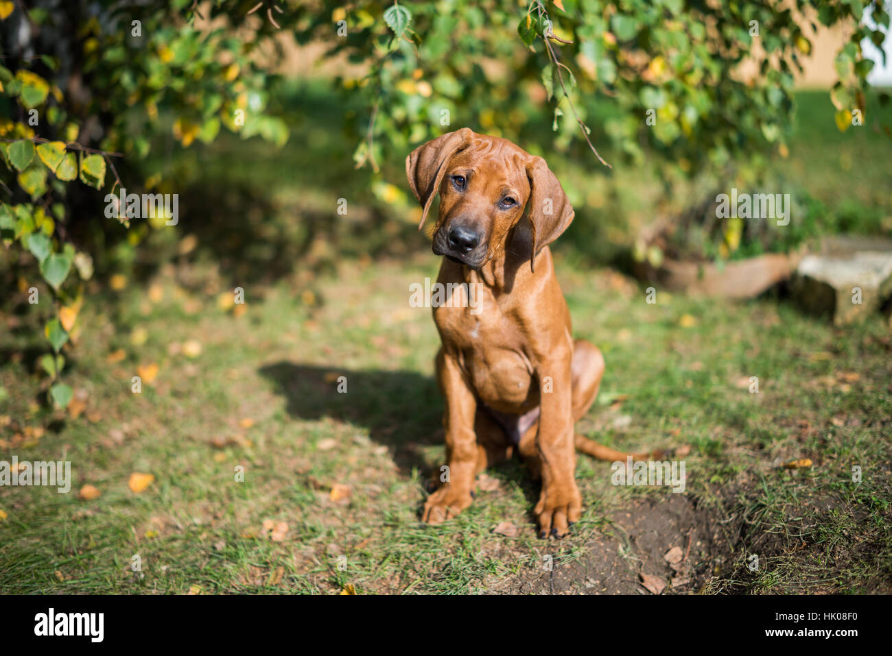 Le Rhodesian Ridgeback Puppy Banque D'Images