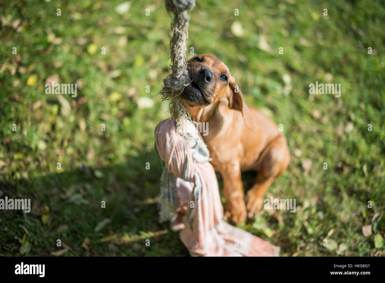 Le Rhodesian Ridgeback Puppy Banque D'Images