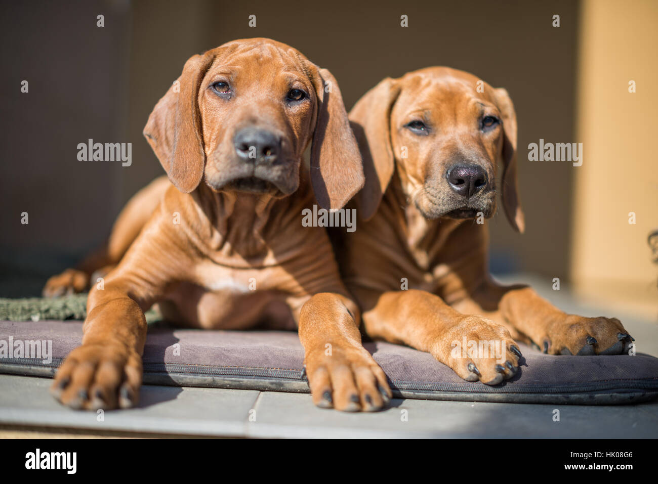 Le Rhodesian Ridgeback Puppy Banque D'Images