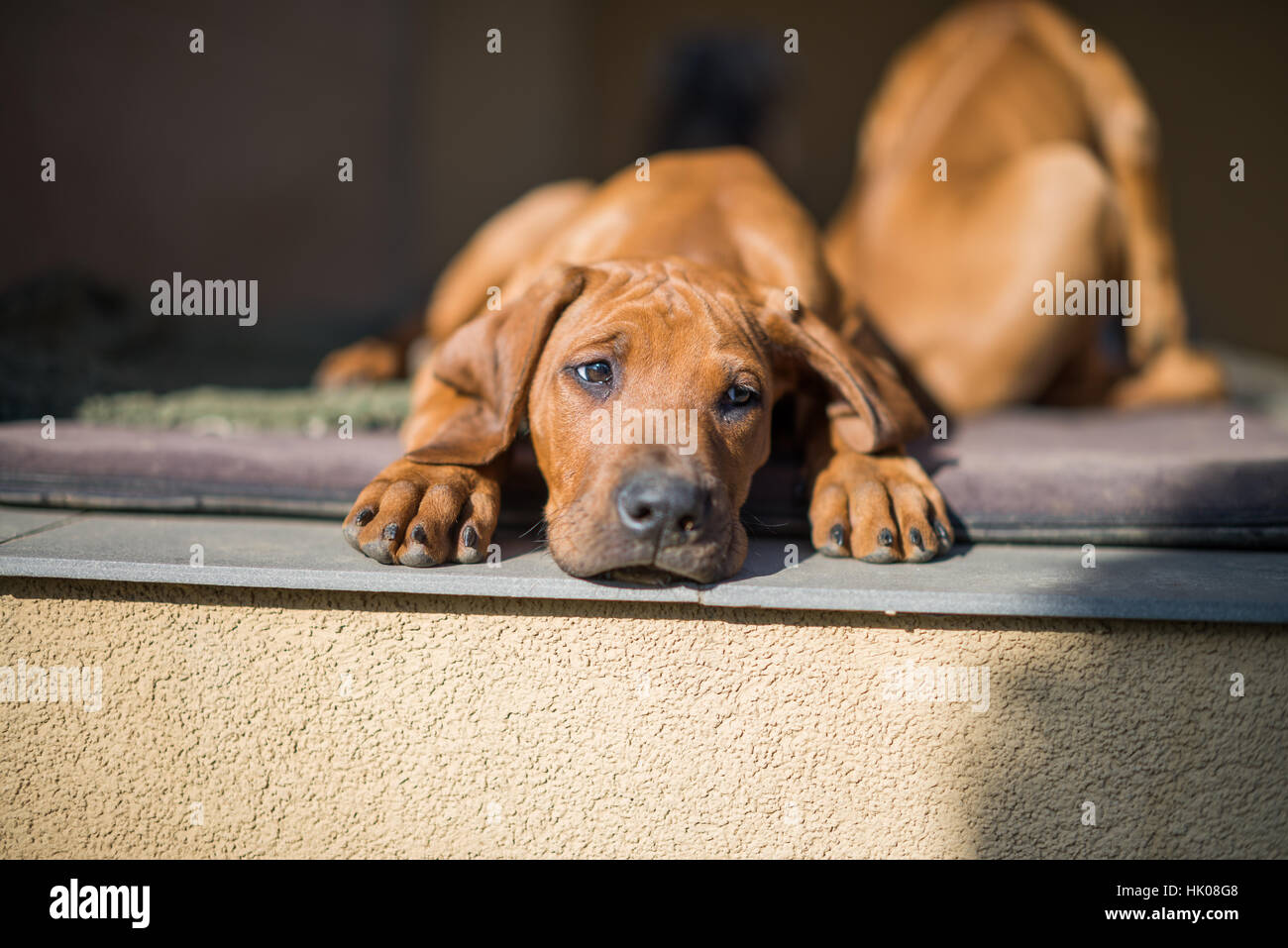 Le Rhodesian Ridgeback Puppy Banque D'Images