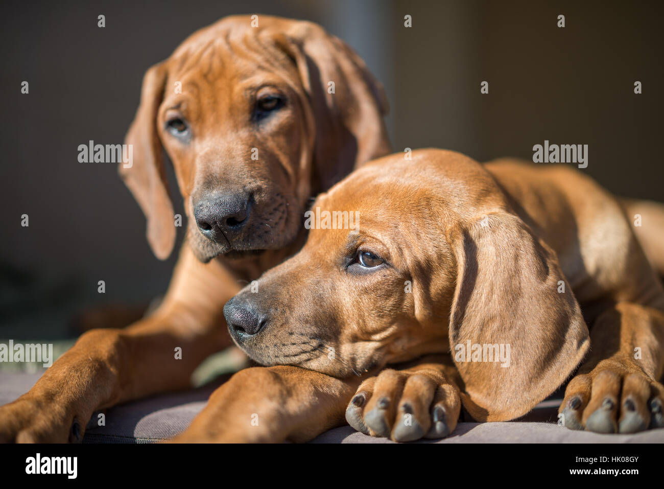 Le Rhodesian Ridgeback Puppy Banque D'Images