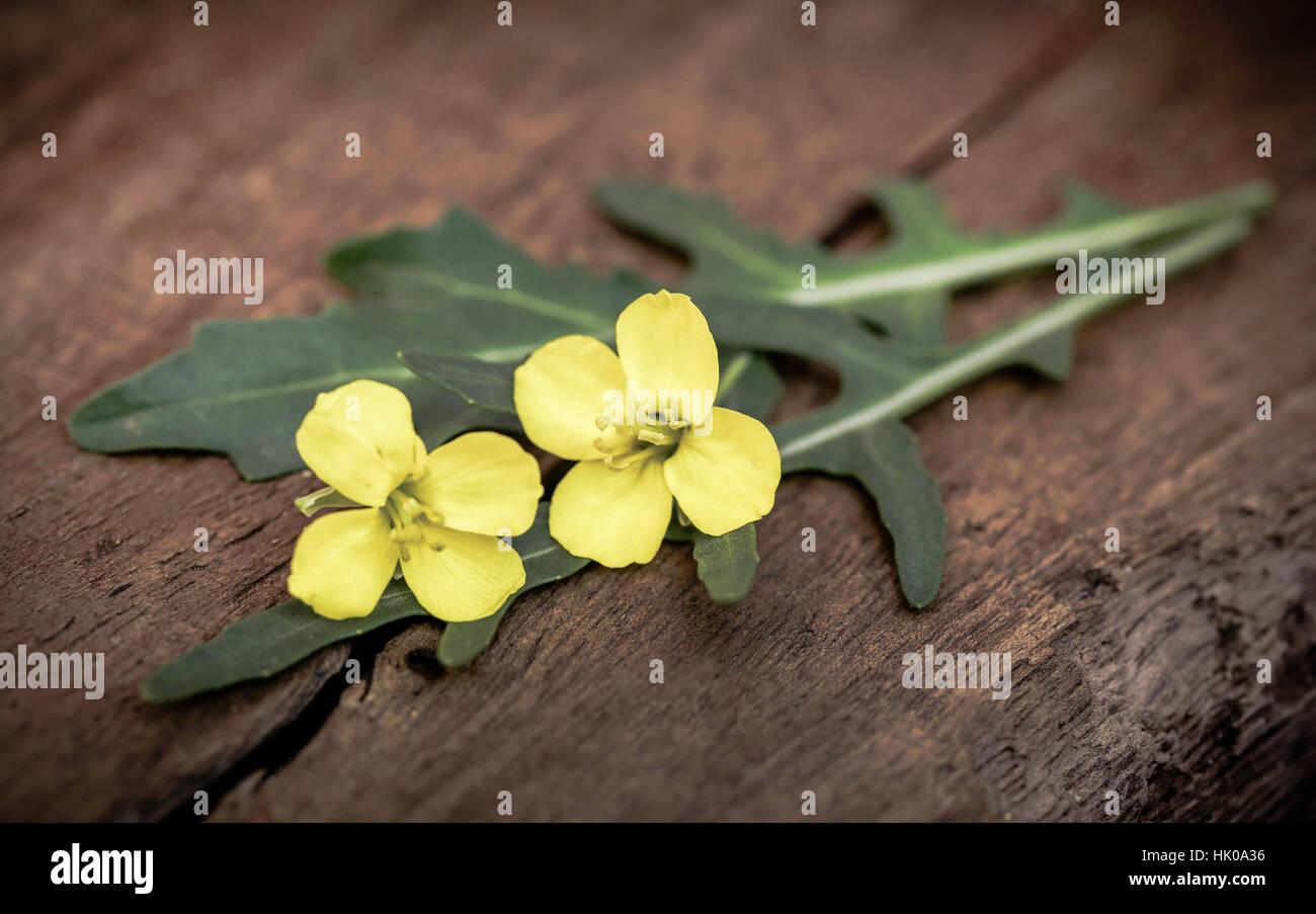 Feuilles de roquette roquette fraîche ou avec des fleurs Banque D'Images