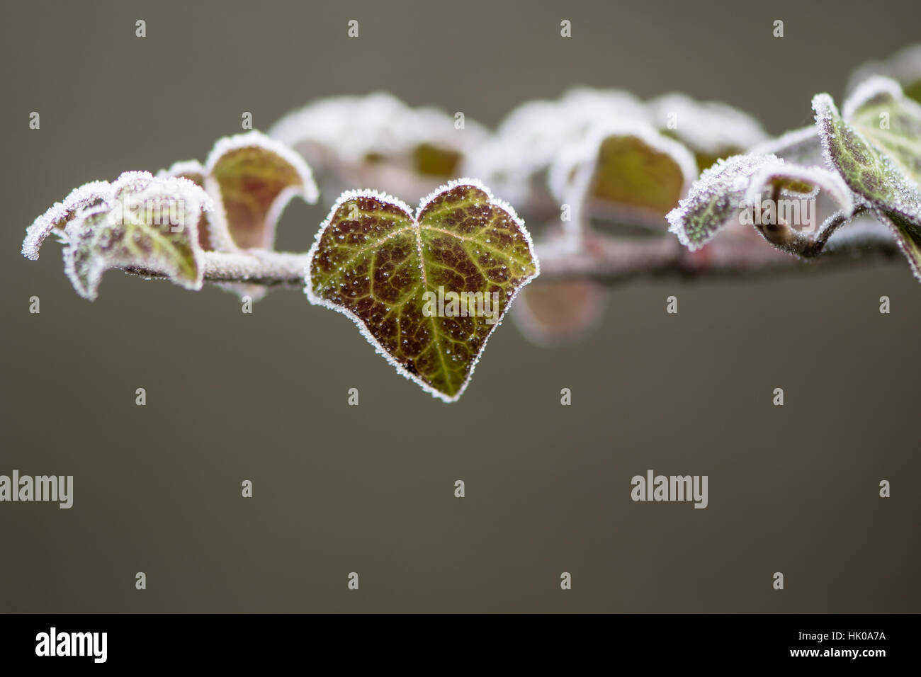 Le lierre (Hedera helix) feuille couverte de givre. Plante en famille Araliaceae couverts dans des cristaux de glace sur froid matin d'hiver Banque D'Images