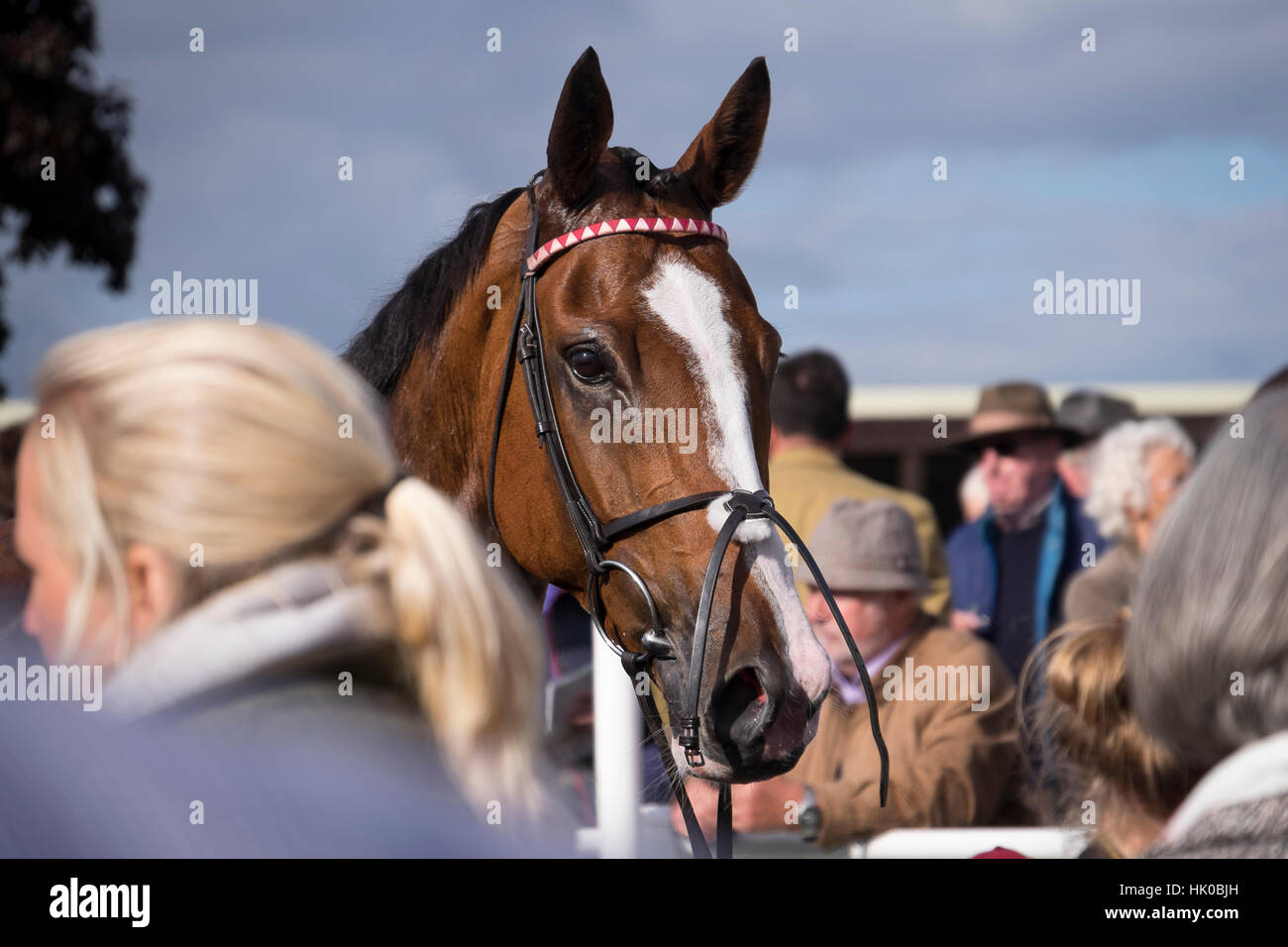 Oeil de cheval de course Banque D'Images