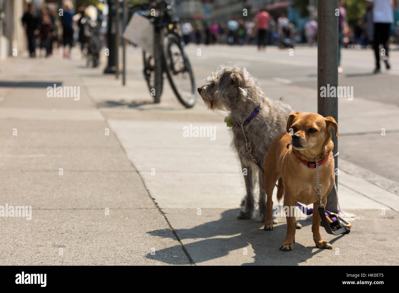 Les chiens attendent leurs propriétaires. Dimanche Rues, Valencia St., Mission, Aug, 2016. San Francisco, Californie, États-Unis. Banque D'Images