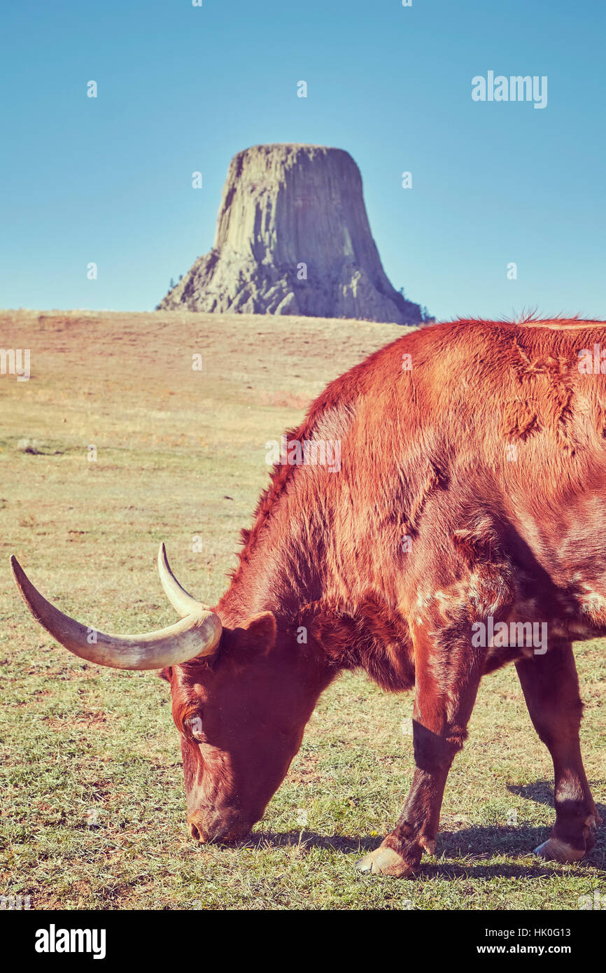 Tons couleur vache Texas Longhorn avec Devils Tower dans la distance, Wyoming State, USA. Banque D'Images