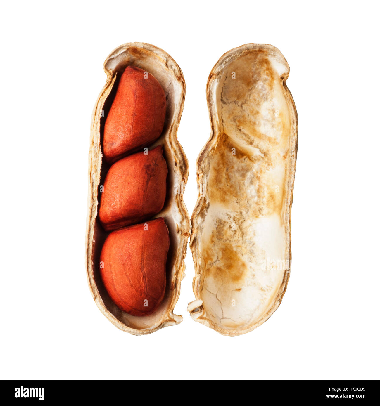 Un écrou de singe sur un fond blanc Banque D'Images