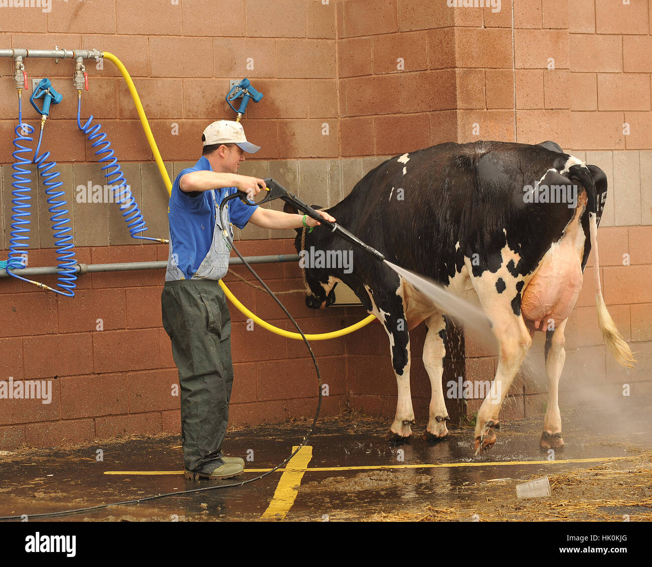 l'homme a été hnag sa vache à un spectacle de bétail Banque D'Images