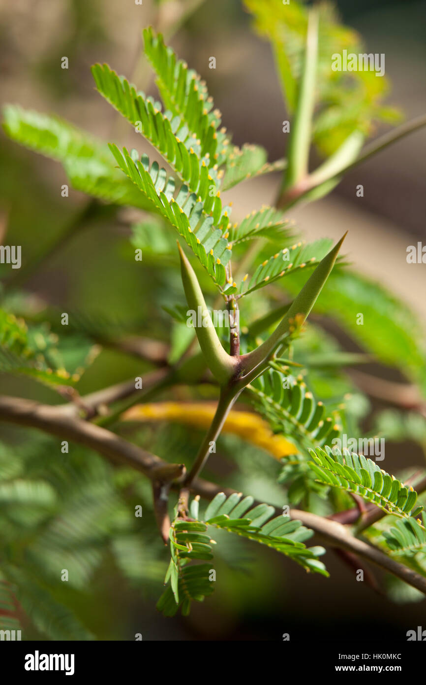 Acacia cornigera mégaphone ou Vachellia Acacia cornigera ( =) Banque D'Images