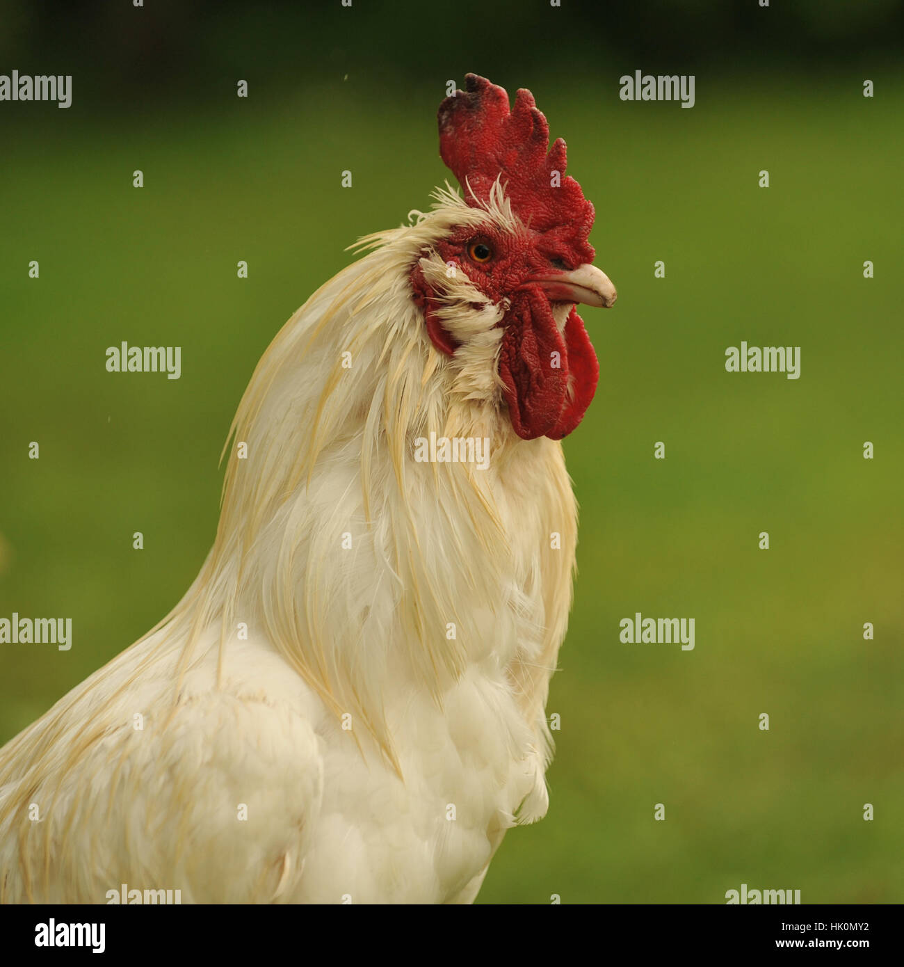 cockrel coq Banque D'Images