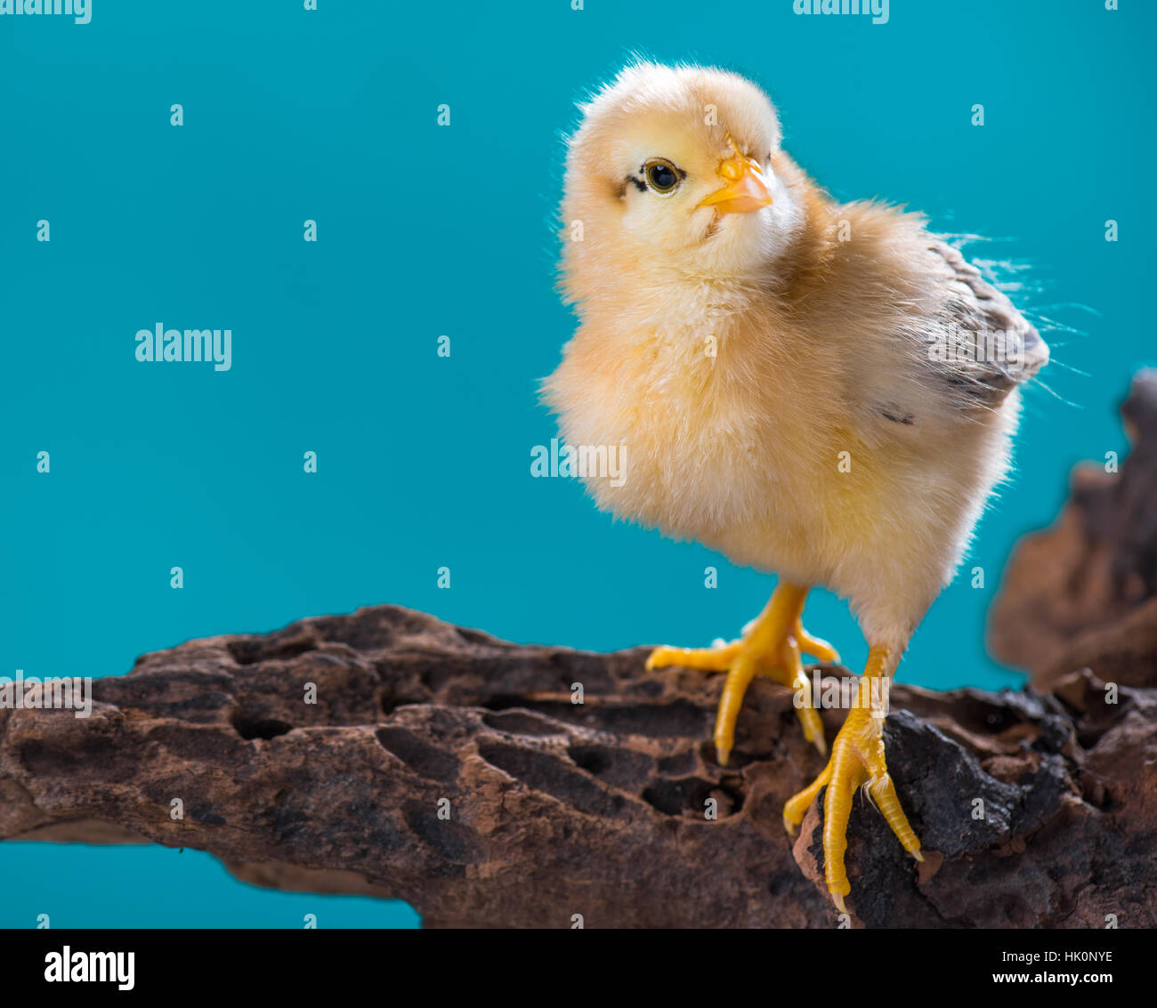 Poulet mignon nouveau-né Banque D'Images Poulet mignon nouveau-né Banque D'Images