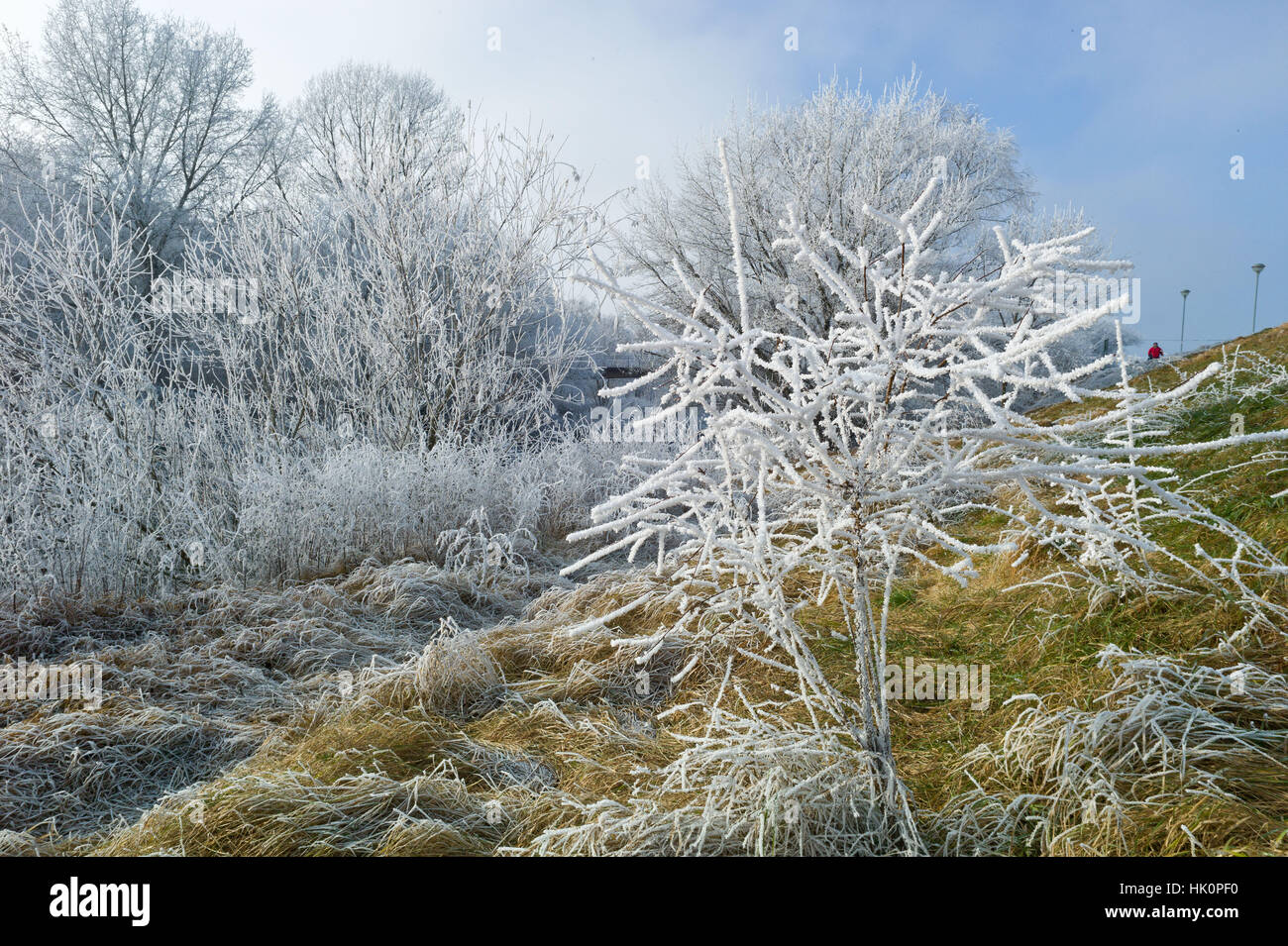 Givre sur les arbres et les arbustes le long des rives du fleuve Nitra Nove dans Zamkey la Slovaquie avec la température à moins 10 celsius Janvier 2017 Banque D'Images