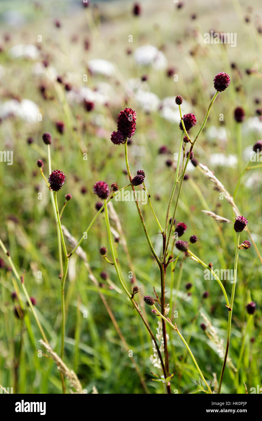 Pimprenelle Sanguisorba officinalis, Banque D'Images