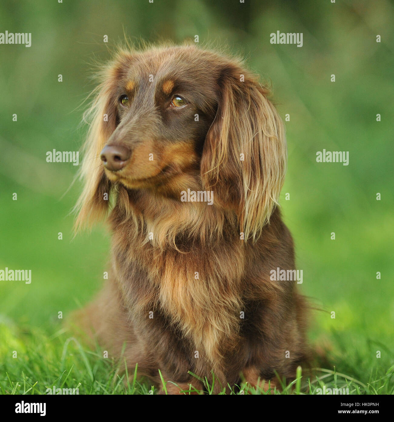 dachshund miniature à poil long Banque D'Images