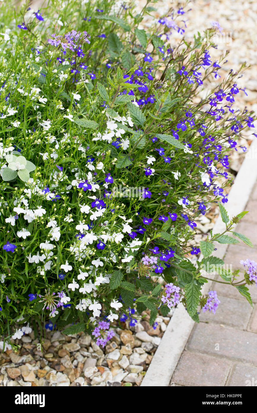 Conteneurs d'été, bleu et blanc avec Lobelia Banque D'Images