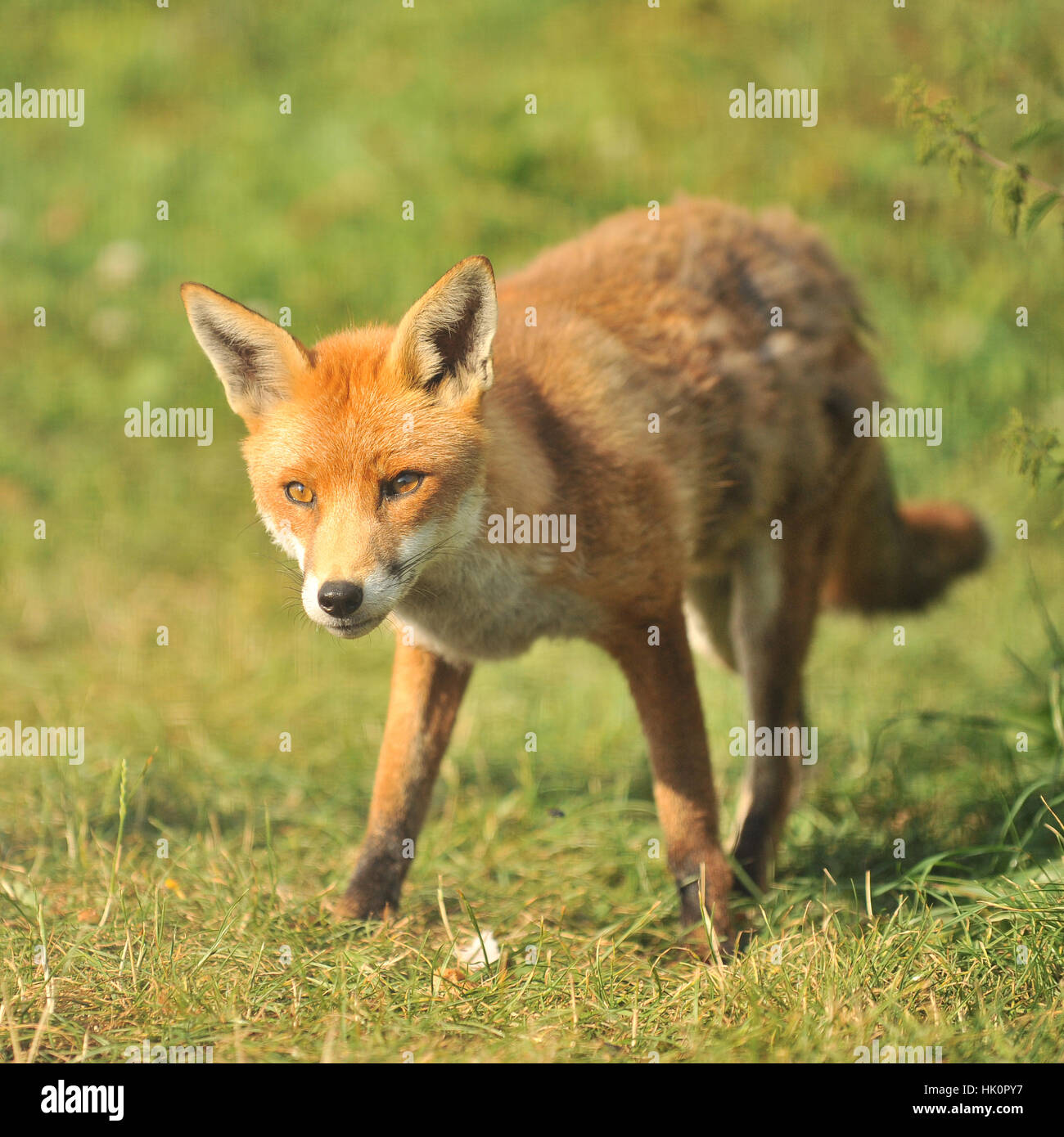 Renards roux vulpes corps entier Banque de photographies et d’images à ...
