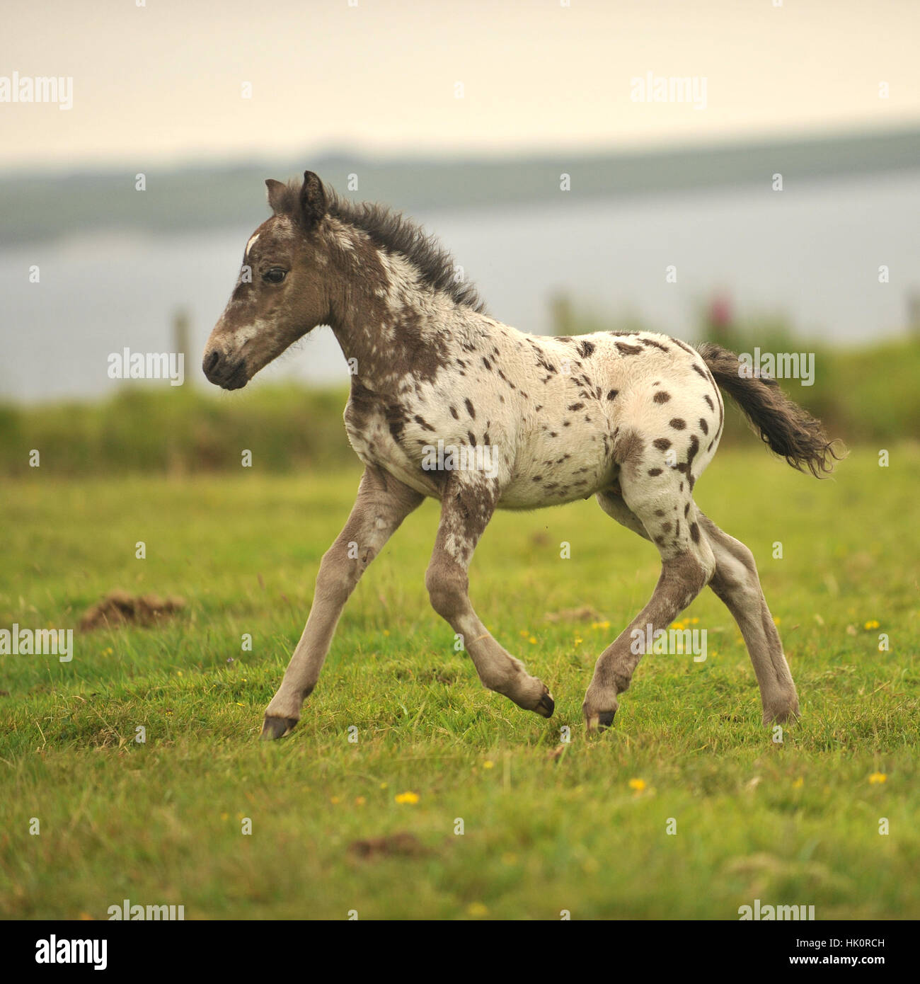 poulain au trot Banque D'Images