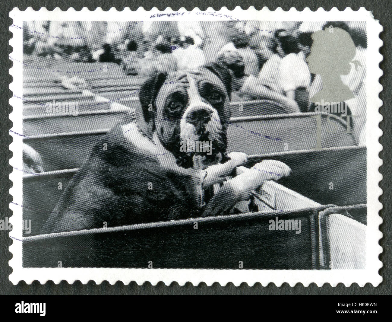 Races de chiens originaires d'angleterre Banque de photographies et d