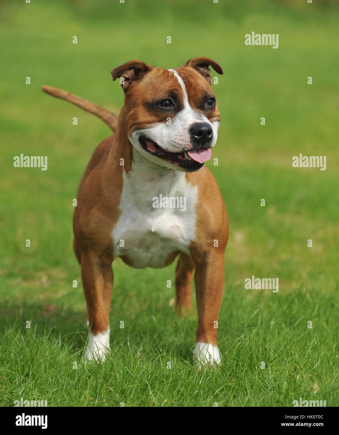 Staffordshire Bull Terrier dog Banque D'Images