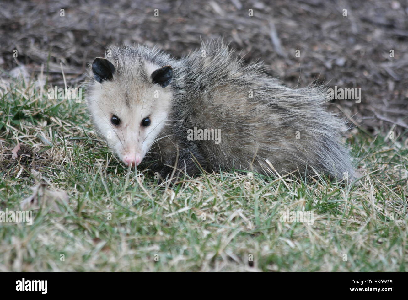 L'opossum gris mignon avec beady yeux noirs pose dans le paillis et de l'herbe. Banque D'Images