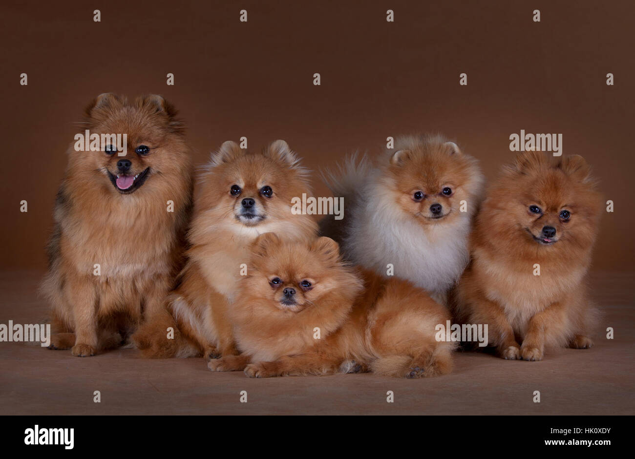 5 pomeranias in studio Banque D'Images