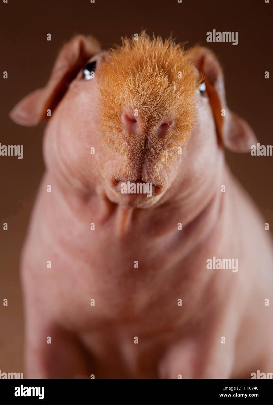 Portrait de cobaye en studio Banque D'Images