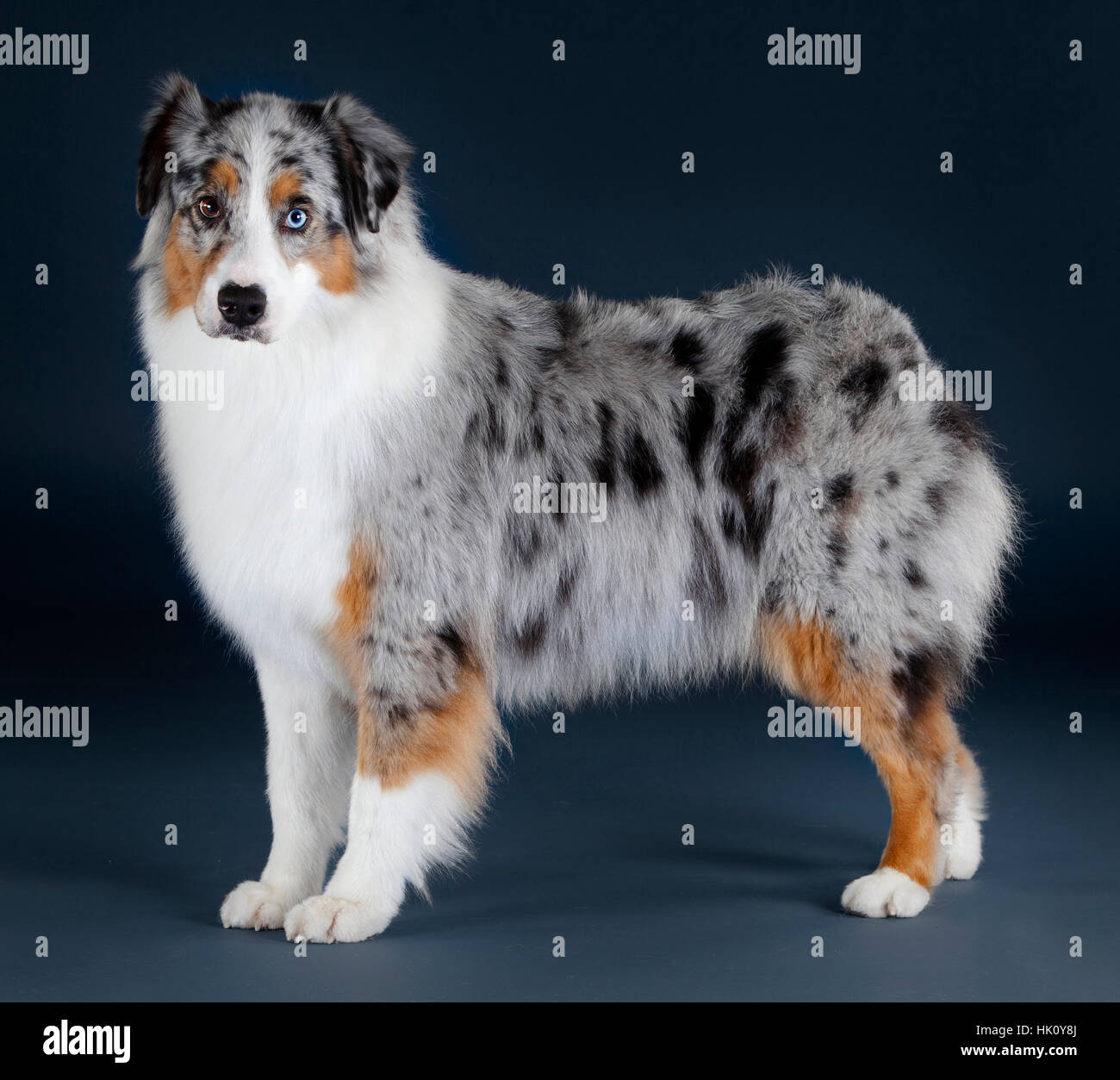 Portrait De Chien Berger Australien En Studio Photo Stock Alamy
