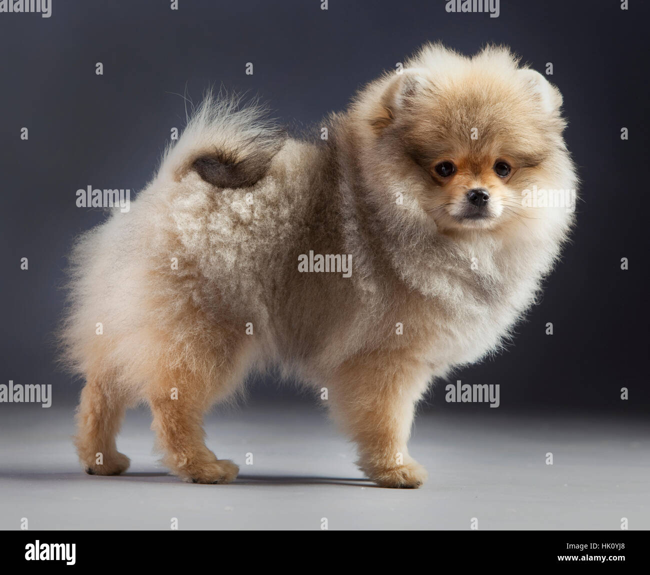 Chiot pomeranian en studio Banque D'Images