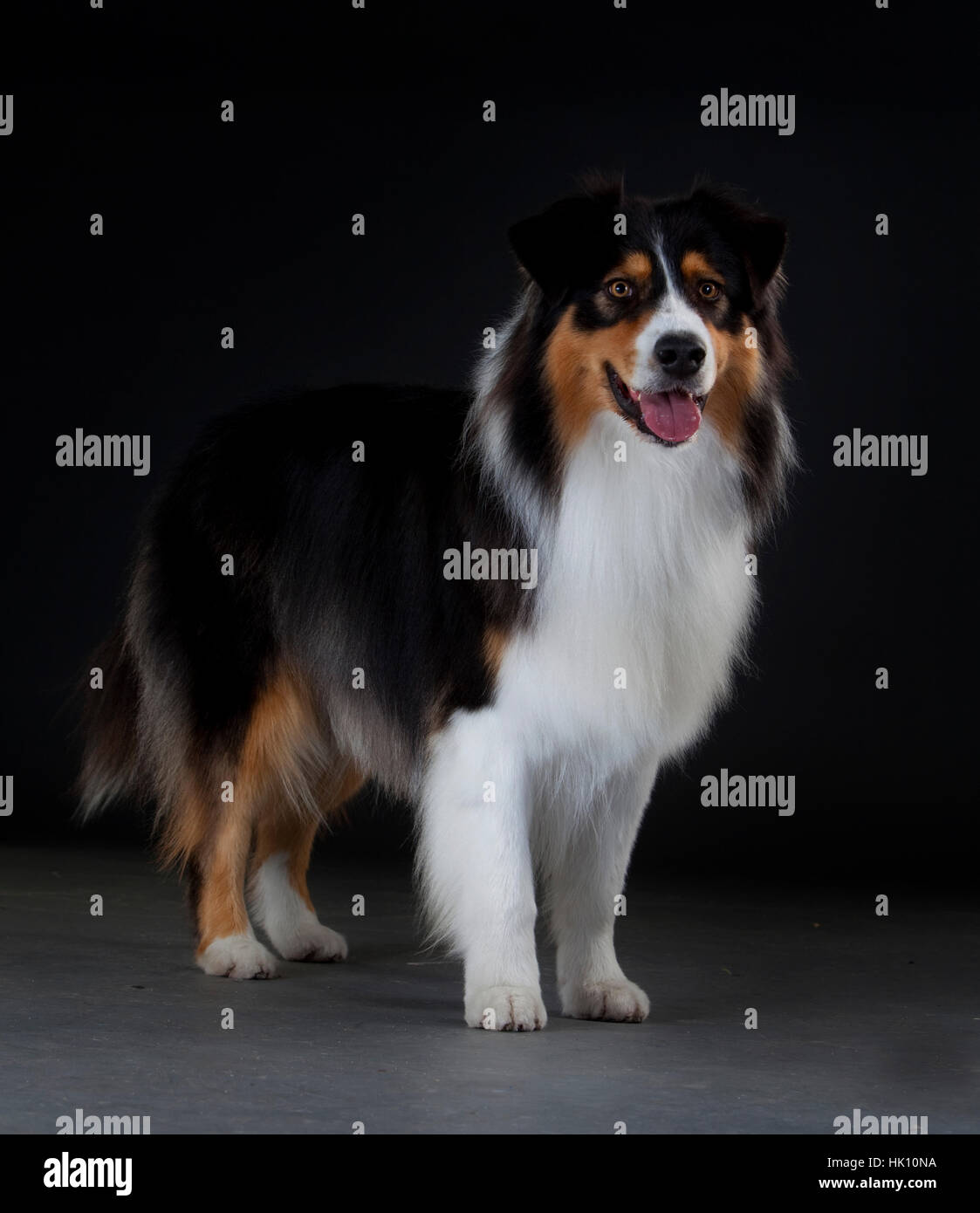 Portrait de berger australien sur studio Banque D'Images